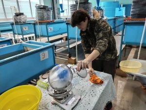 В 2024 году Чернышевский рыбоводный завод выпустит более 26,5 млн личинок рыбы