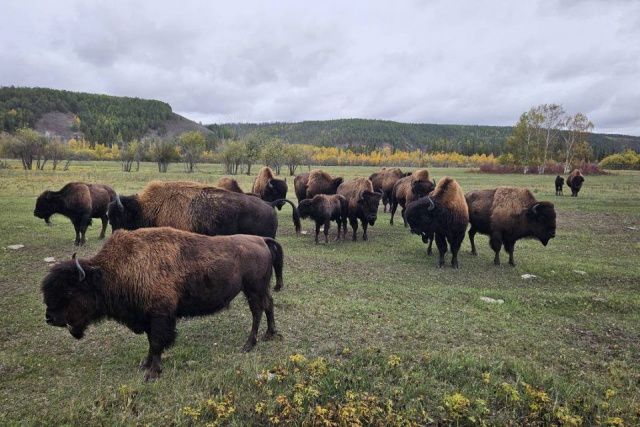 Питомник лесных бизонов «Усть-Буотама» закрывает летний туристический сезон