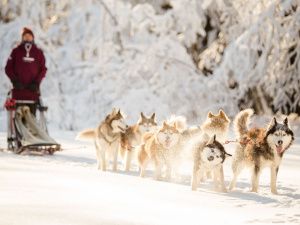 Новый год на «дальневосточных гектарах»: участники программы приглашают гостей 