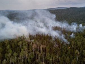 Начальник Томпонского отделения лесоохраны привлечена к уголовной ответственности
