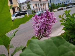 Фотофакт. На проспекте Ленина в Якутске впервые зацвела сирень! 