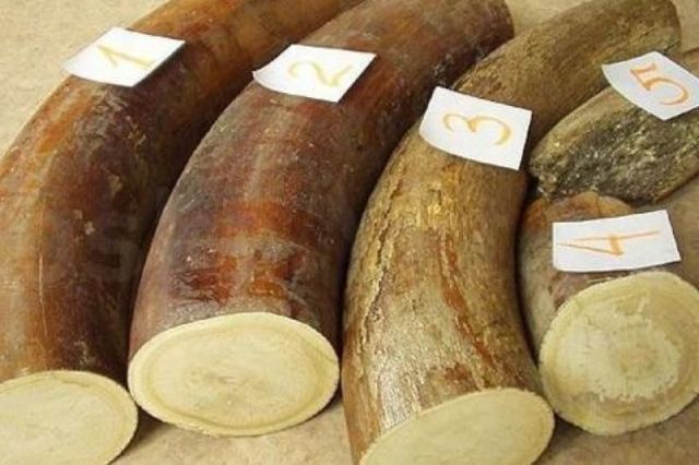 Пограничники возвратят изъятые бивни оленеводам после проведения экспертизы