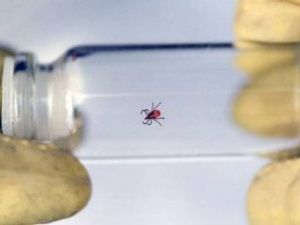 За сезон от укусов клещей пострадало свыше 200 человек