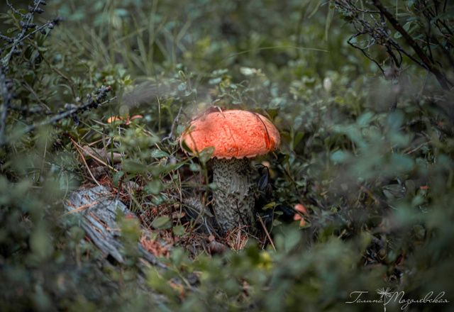 Жара возвращается в Якутск