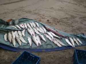 В Якутии задержали пятерых рыбаков-браконьеров