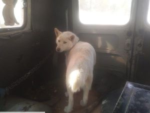 В Якутске поместили в приют еще 34 собаки