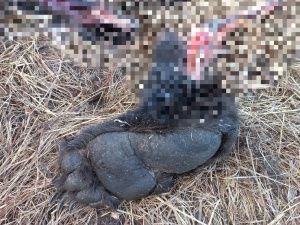 Разорванную тушу медведя обнаружили в пяти км от села в Верхневилюйском районе Якутии