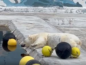 Колымана скучает без Ломоносова и детей в зоопарке «Орто Дойду»