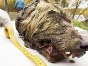 Ученые в Якутии исследуют найденную голову волка возрастом более 40 тысяч лет