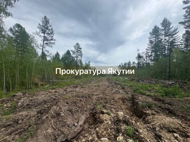 В Хангаласском улусе незаконно вырубили лес, чтобы проложить путь до карьера по добыче известняка