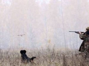 Минэкологии: передача права на получение разрешения на охоту неправомерна