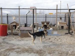 В Якутске создадут Общественный совет по ответственному обращению с животными