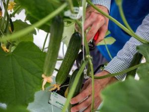 «Саюри» показало убыток в 11 млн рублей 