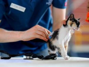 Бесплатная вакцинация домашних животных пройдет в Якутске 16 и 23 апреля