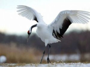 Птица, дарующая счастье. В Якутии отметили День журавля