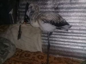 В Якутии нашли фламинго