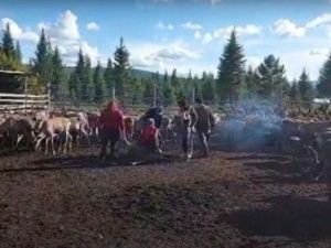 Еще в одной общине Алданского района погибли домашние олени