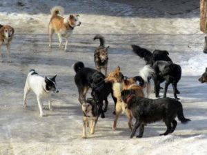 Неравнодушный горожанин спас 12-летнюю девочку от стаи собак