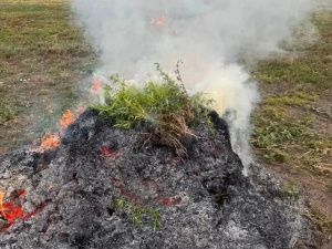 В Якутии в ходе операции «Мак-2026» уничтожили 8 тонн дикорастущей конопли