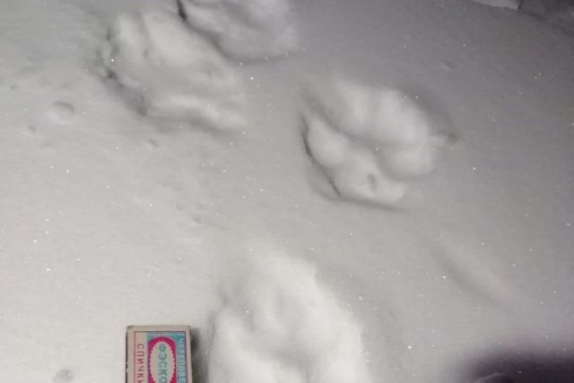 В селе Бярийе Усть-Алданского района замечена стая волков