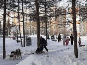 В воскресенье нерюнгринцы дружно катались на собаках