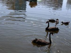 На озеро Щорса выпустили черных лебедей