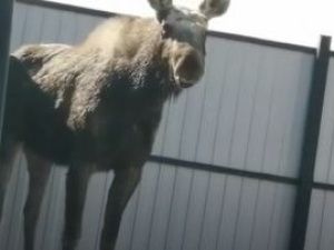 В Якутске объявился лось