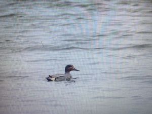 Юрий БОРИСОВ: Сейчас на «Лебедином озере» домашних птиц нет 