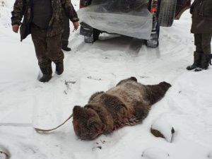 Чаяндинского медведя должны были застрелить еще до нападения, но… охотника не пустили!