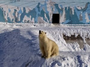 Опекаемая «Роснефтью» медведица в Якутии вывела своего малыша «в люди»