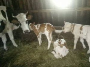 В Якутии у коровы родилось сразу три теленка