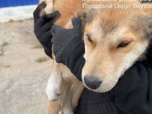 В Гагаринском округе ужесточают контроль за безнадзорными животными