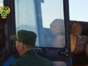 Житель Таттинского улуса заплатил 125 тысяч за незаконную рубку 54 лиственниц