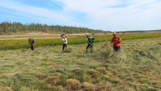 В Чурапчинском улусе продолжается сенокосная страда