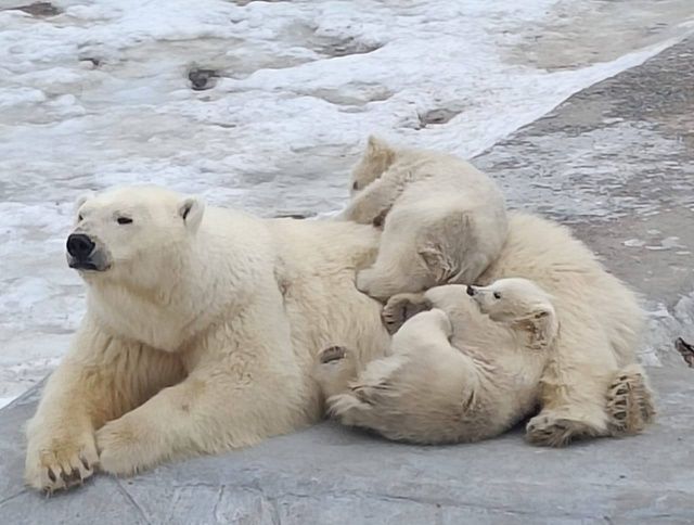 Как растут медвежата Вилюй и Яна в зоопарке «Орто Дойду»