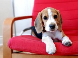 Якутянка хотела купить щенка бигля, а нарвалась на мошенников