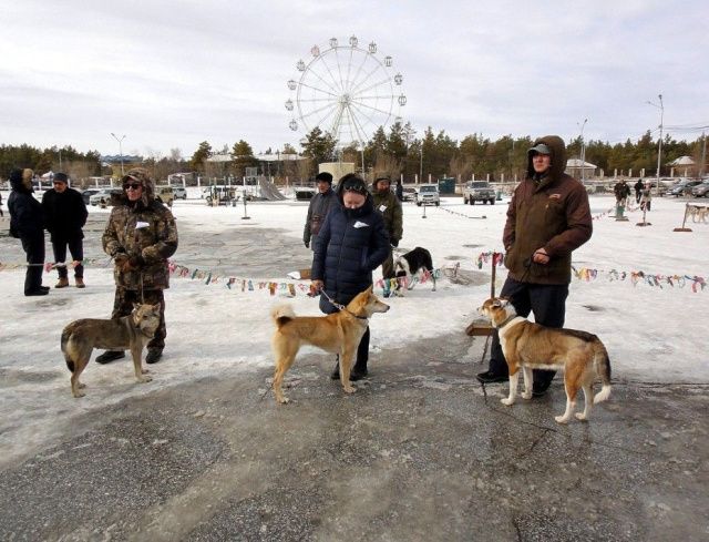 Открытая городская выставка лаек состоится в Якутске