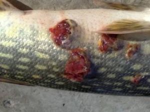 О пойманной «чумной» щуке