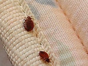 Клопы, тараканы, разбитые стекла: Дети участников СВО из Якутии пожаловались на антисанитарию в детском лагере Краснодарского края