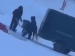 Жестокое обращение подростков с пони возмутило жителей Якутска