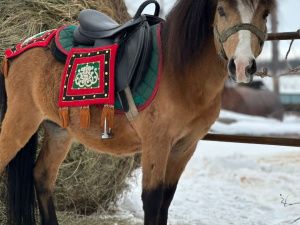 Иппотерапия и отдых в апидомиках: семья из Вилюйского района открыла уникальную экоферму