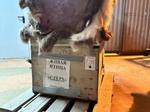 Люди спасают стерха: Найденного в тундре птенца привезли в Якутск