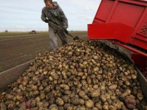 Сельхозпроизводители Якутска собрали более 9 тысяч тонн овощей