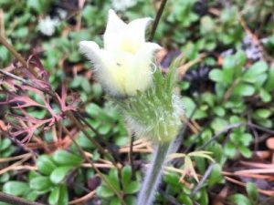 Удивительно, но факт! В Якутии зацвели подснежники