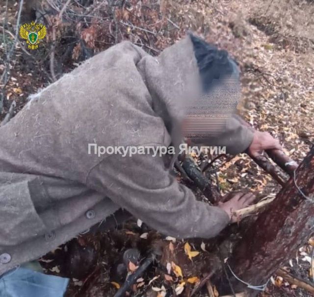 Житель Абыйском районе незаконно добыл троих медведей, поставив петли из металлических тросов