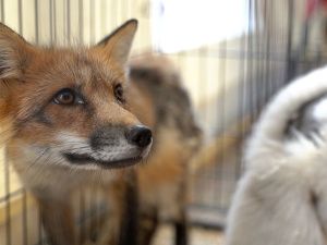 В Якутске отметили День сайылыка