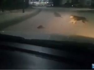 В Якутске ондатра напала на здоровую собаку