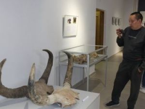 В музее им. Ярославского открылась выставка «Эхо Плейстоцена»