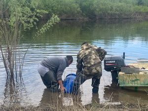 В среднем течении реки Лена выпустили личинки щуки