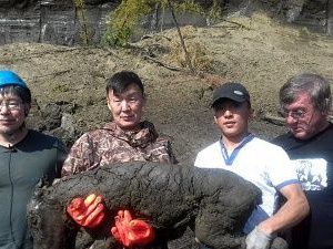 Сенсационная находка: Ученые СВФУ раскопали тушу жеребенка ископаемой лошади